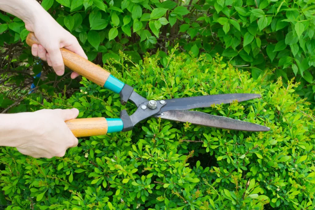 Pepinieres Corbel Pepinieres Plelo Arbustes 2