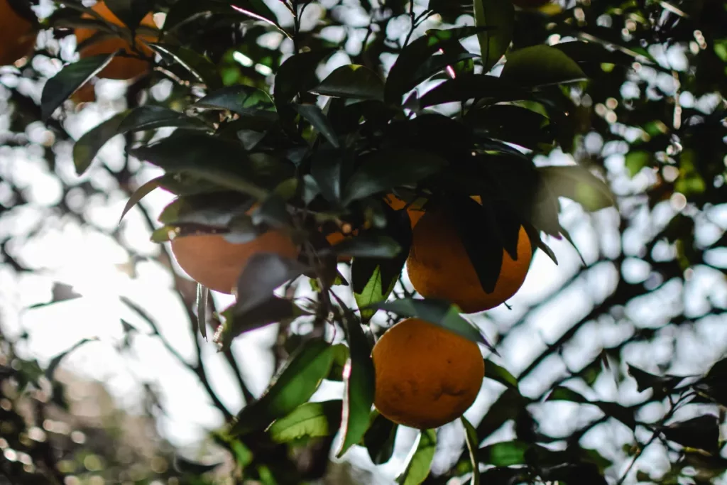 Pepinieres Corbel Pepinieres Plelo Fruitiers 1